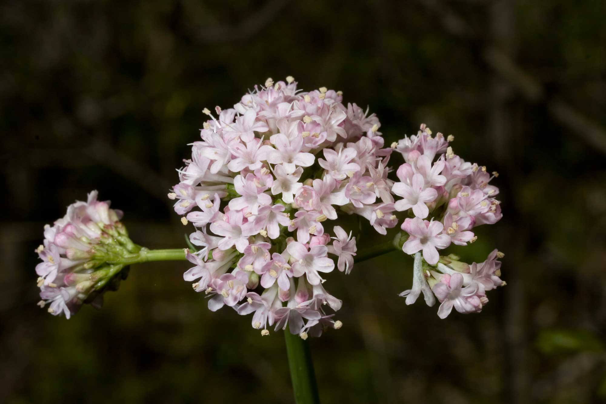 Sconosciuta abruzzese 2 - Valeriana sp